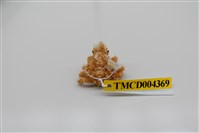 藏品(帶刺併額蟹)的圖片